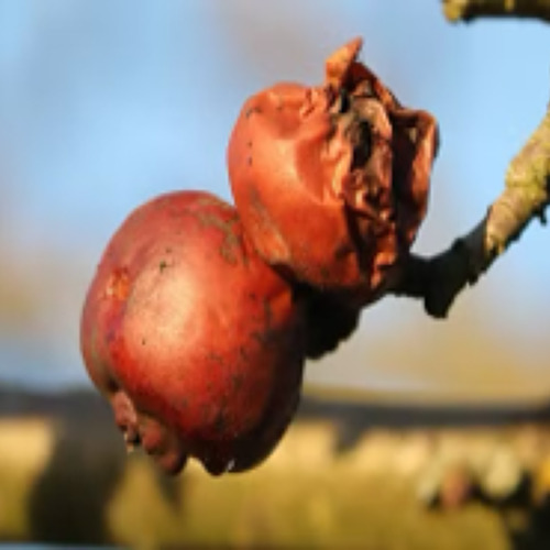 Fruchtmumien im Garten